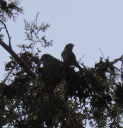 Чиж сосновий - ML646005102