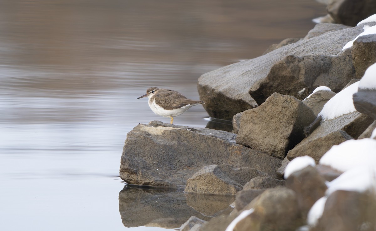 Spotted Sandpiper - ML646005108