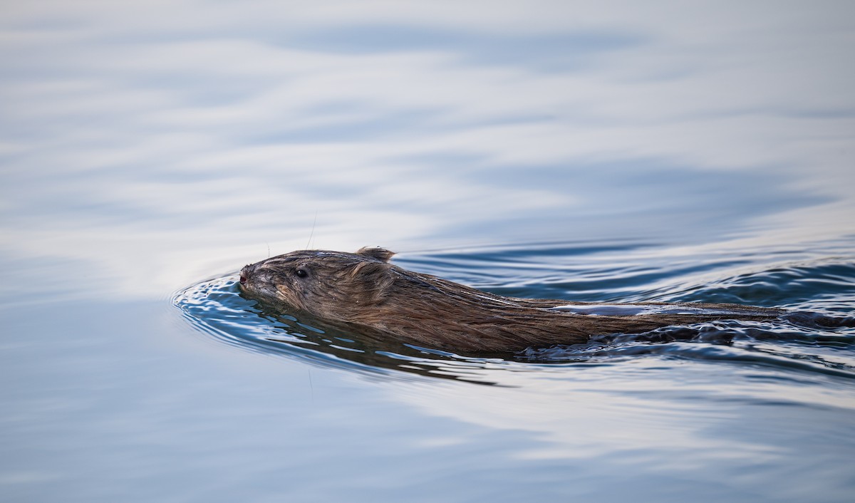 Muskrat - ML646005109