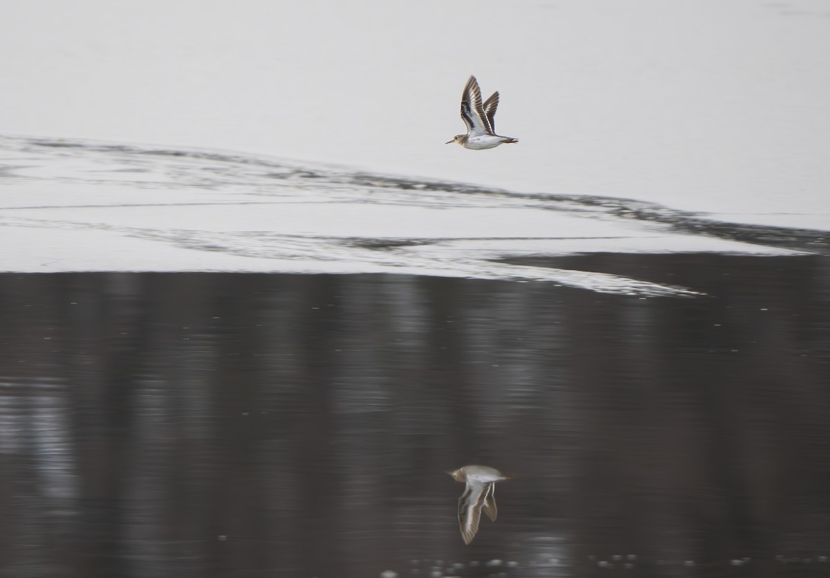 Spotted Sandpiper - ML646005111
