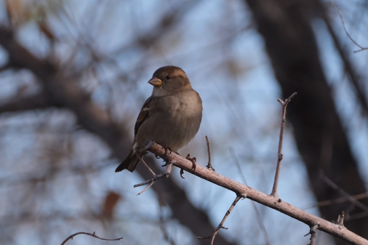 House Sparrow - ML646005114