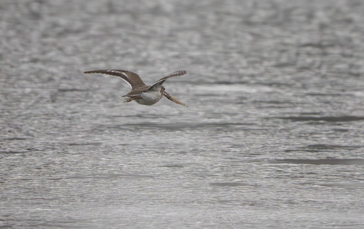 Spotted Sandpiper - ML646005117