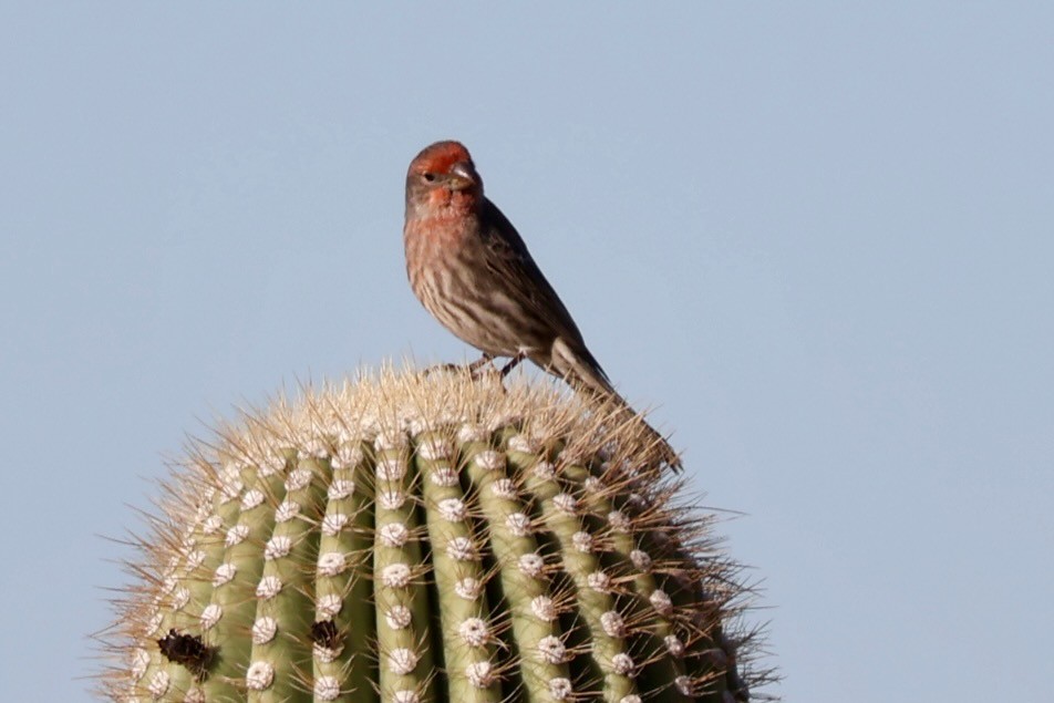 House Finch - ML646005121