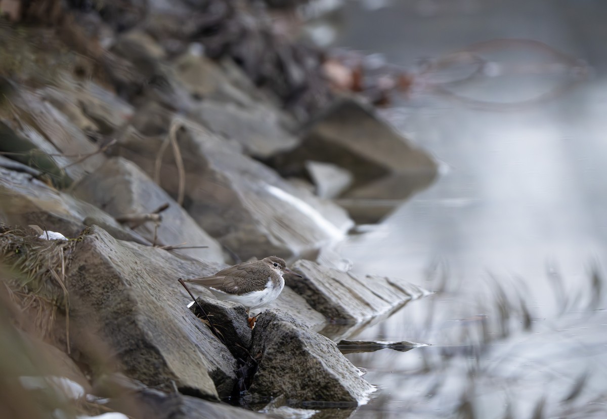Spotted Sandpiper - ML646005124
