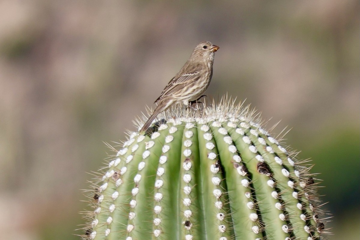 House Finch - ML646005125