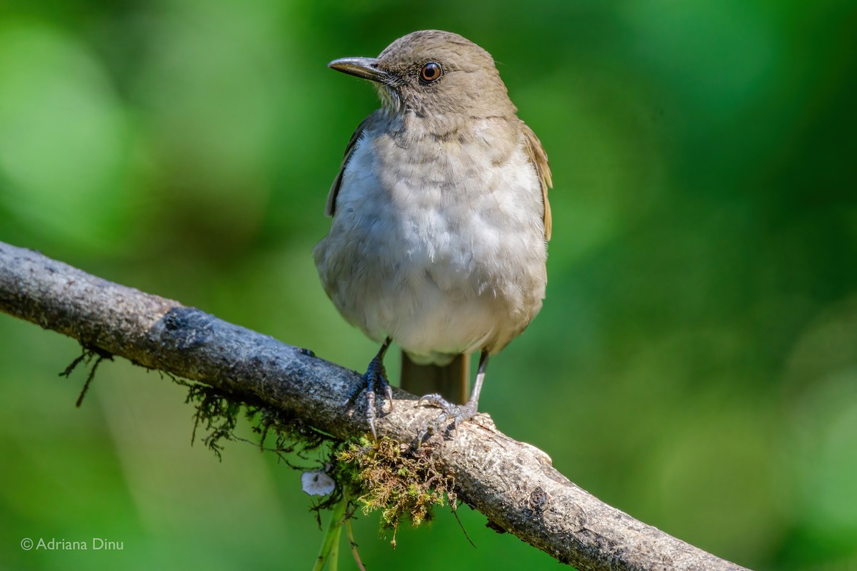 Black-billed Thrush - ML646005127