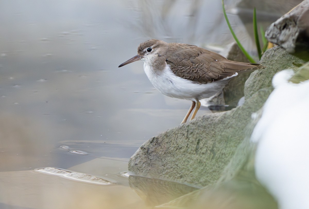 Spotted Sandpiper - ML646005128