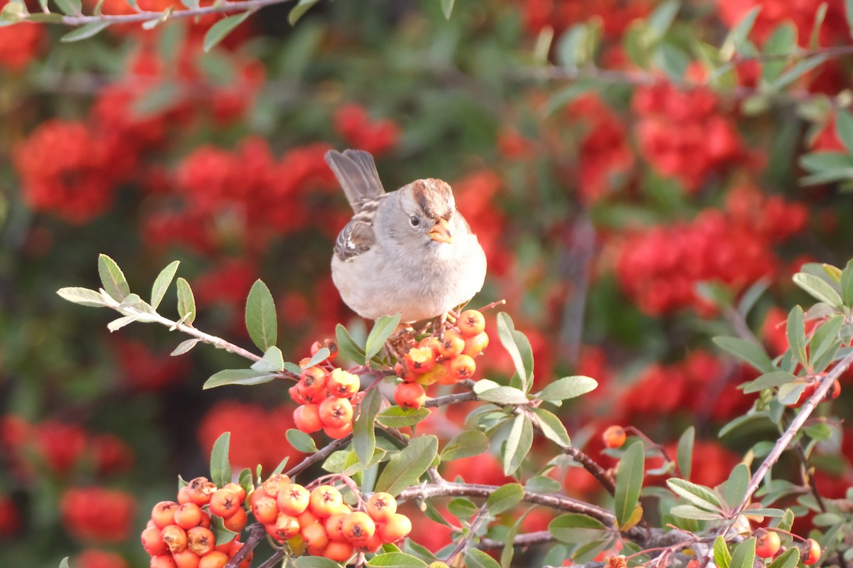 White-crowned Sparrow - ML646005129