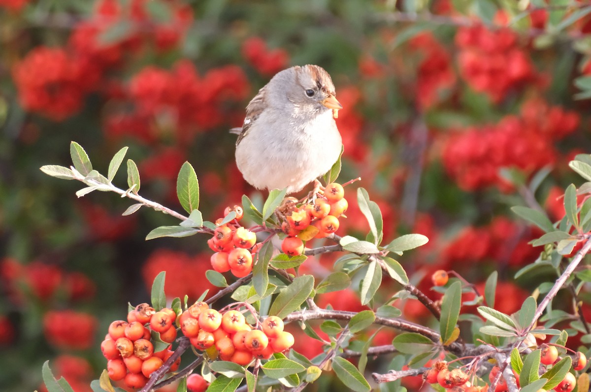 White-crowned Sparrow - ML646005130