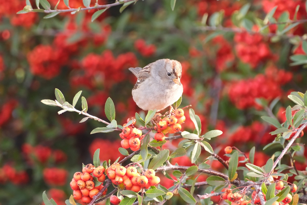 White-crowned Sparrow - ML646005131