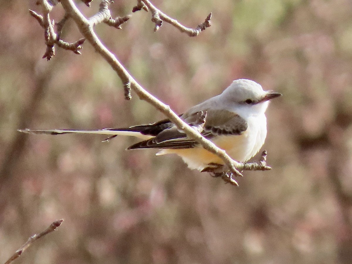 Scissor-tailed Flycatcher - ML646005138