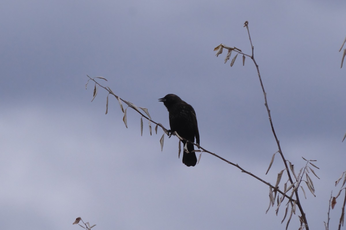 Red-winged Blackbird - ML646005140