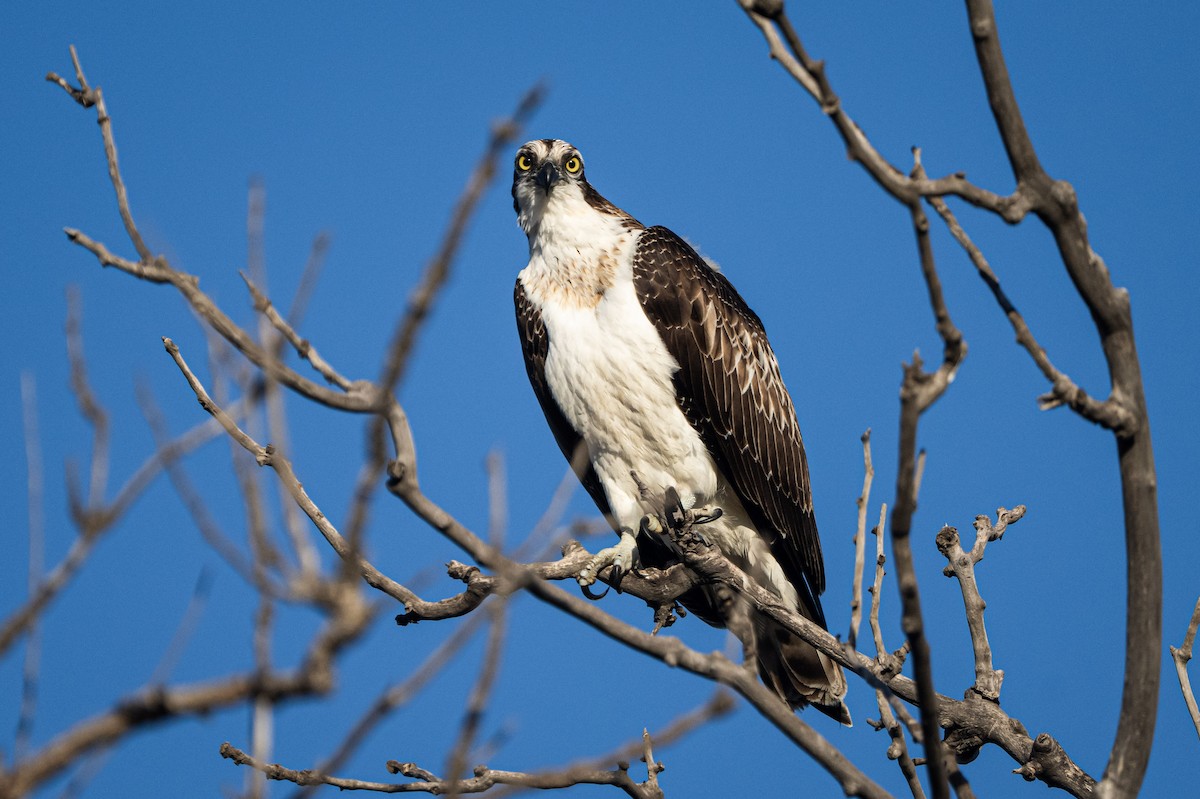 Osprey - ML646005171