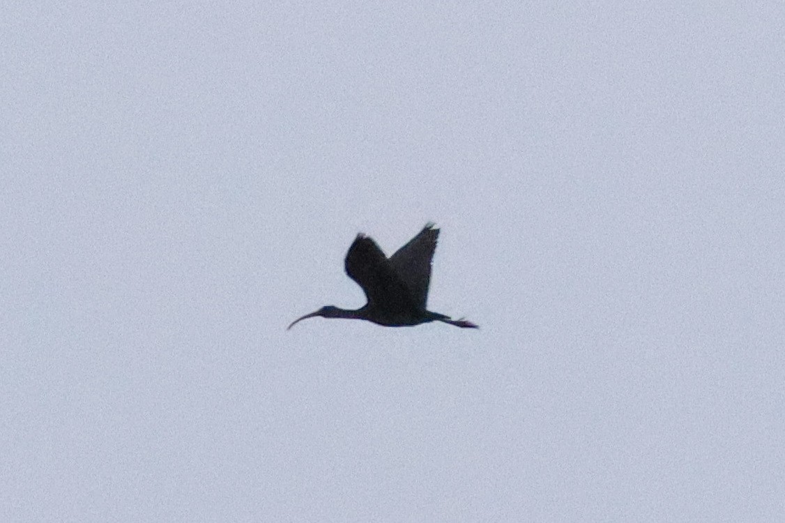Glossy Ibis - ML646005186