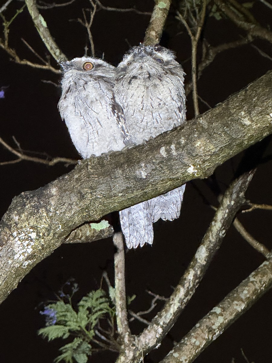 Tawny Frogmouth - ML646005191