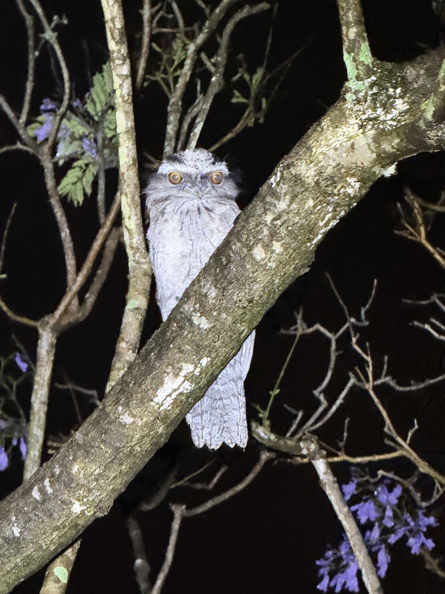 Tawny Frogmouth - ML646005192