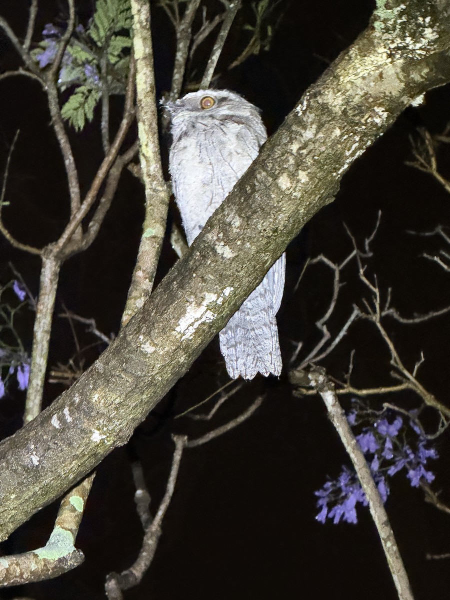 Tawny Frogmouth - ML646005193