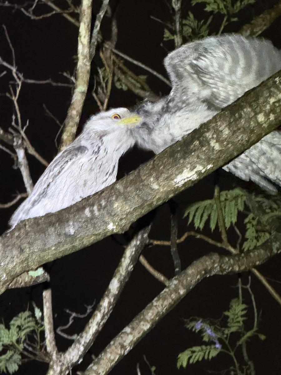 Tawny Frogmouth - ML646005194