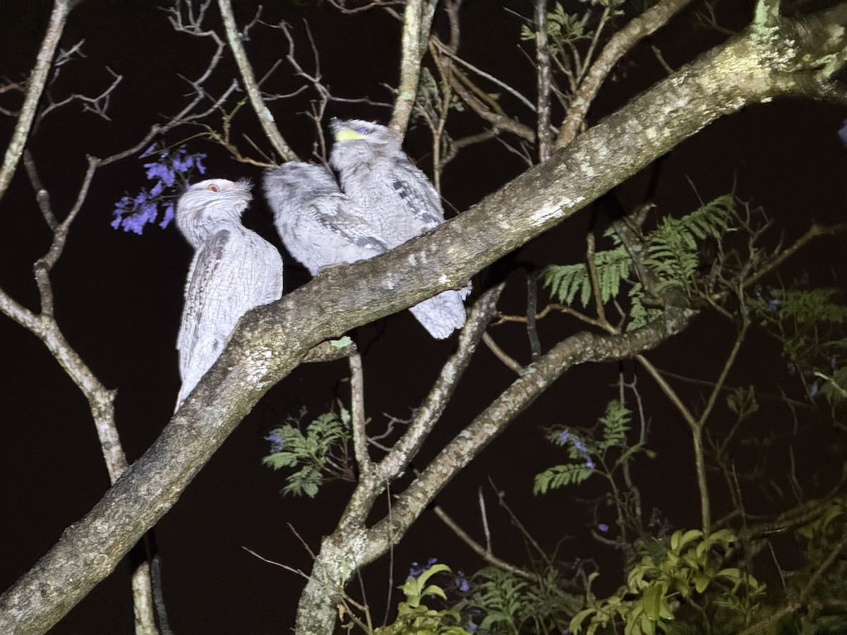 Tawny Frogmouth - ML646005195