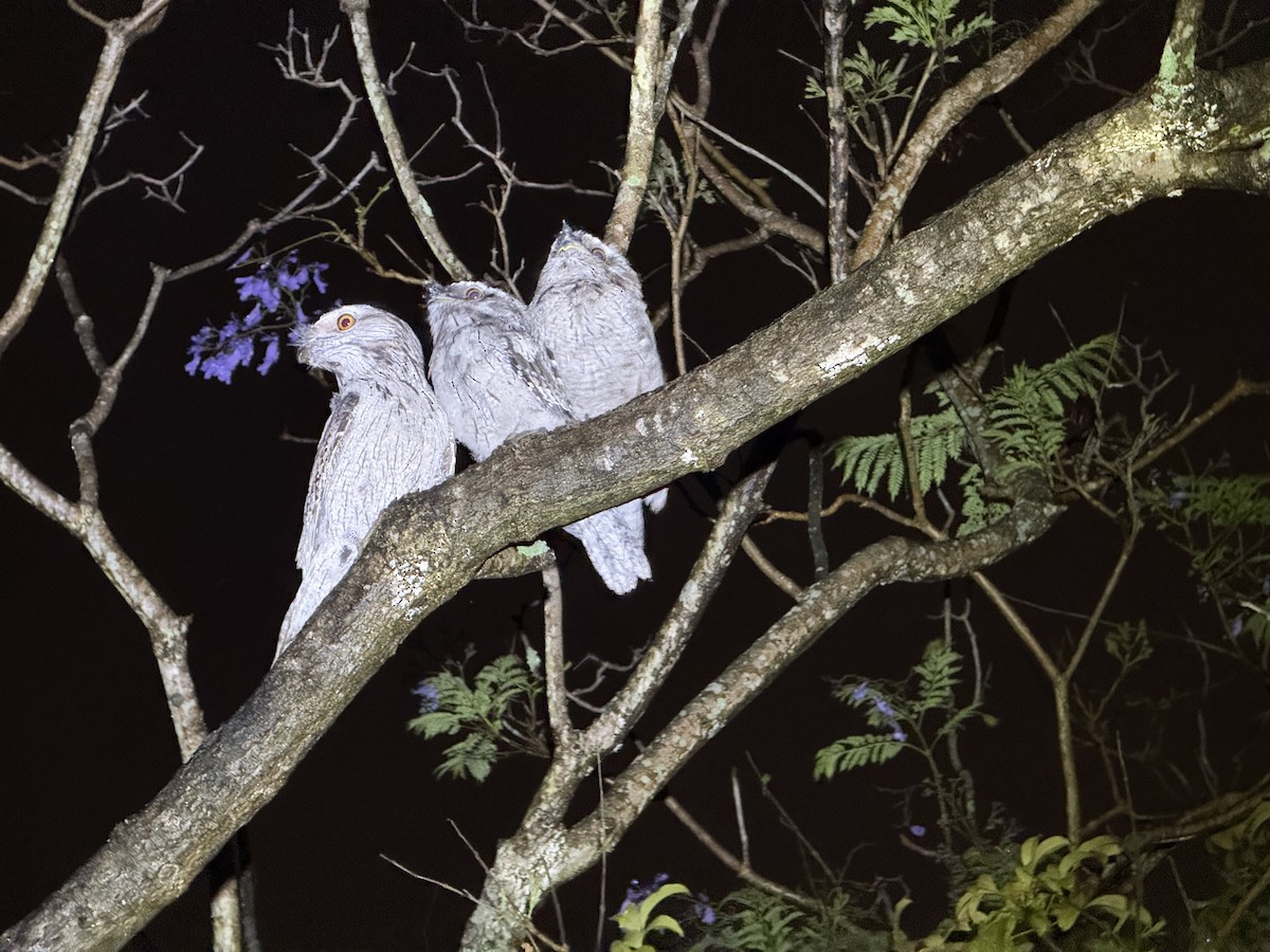 Tawny Frogmouth - ML646005196