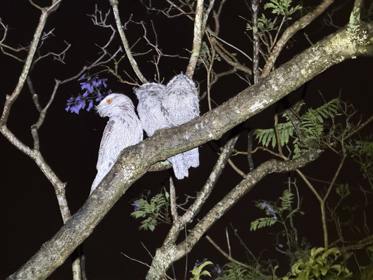 Tawny Frogmouth - ML646005198