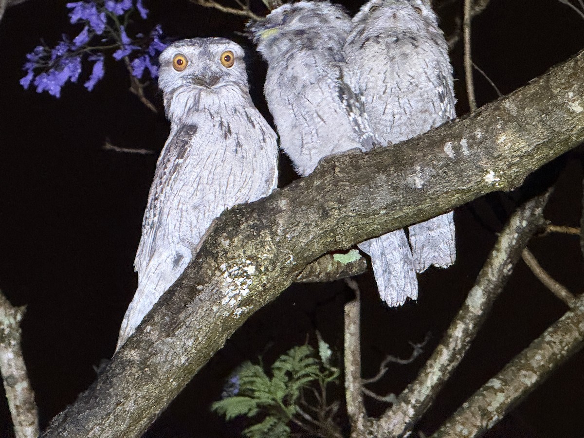 Tawny Frogmouth - ML646005199