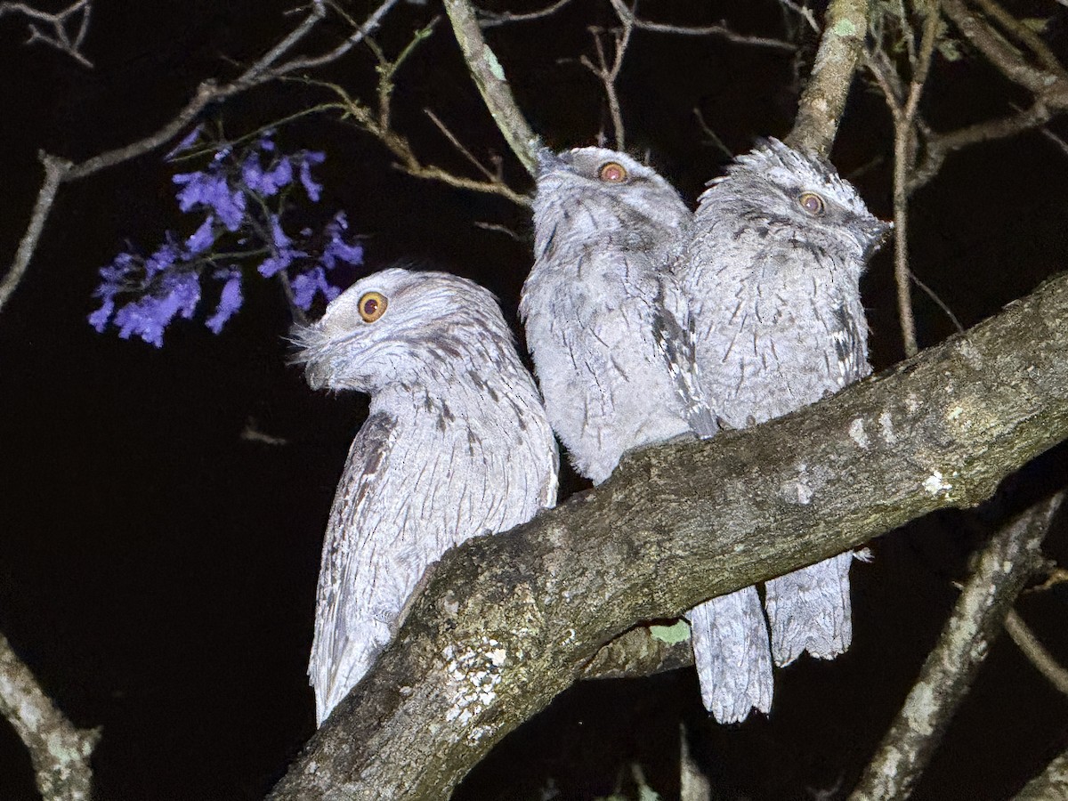 Tawny Frogmouth - ML646005200