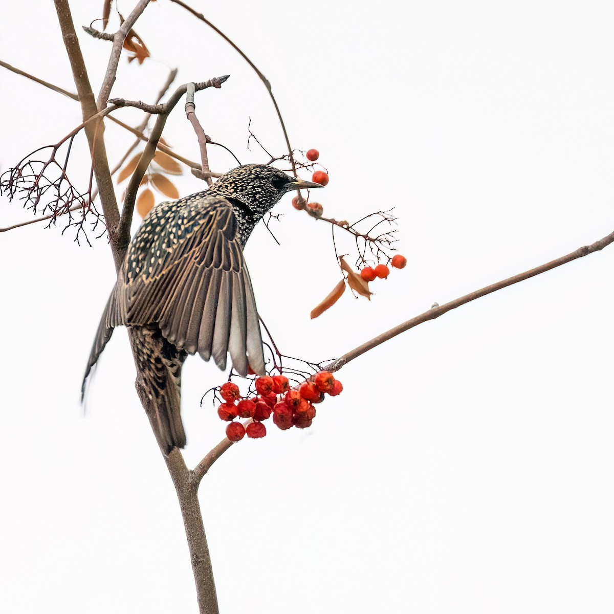 European Starling - ML646005224