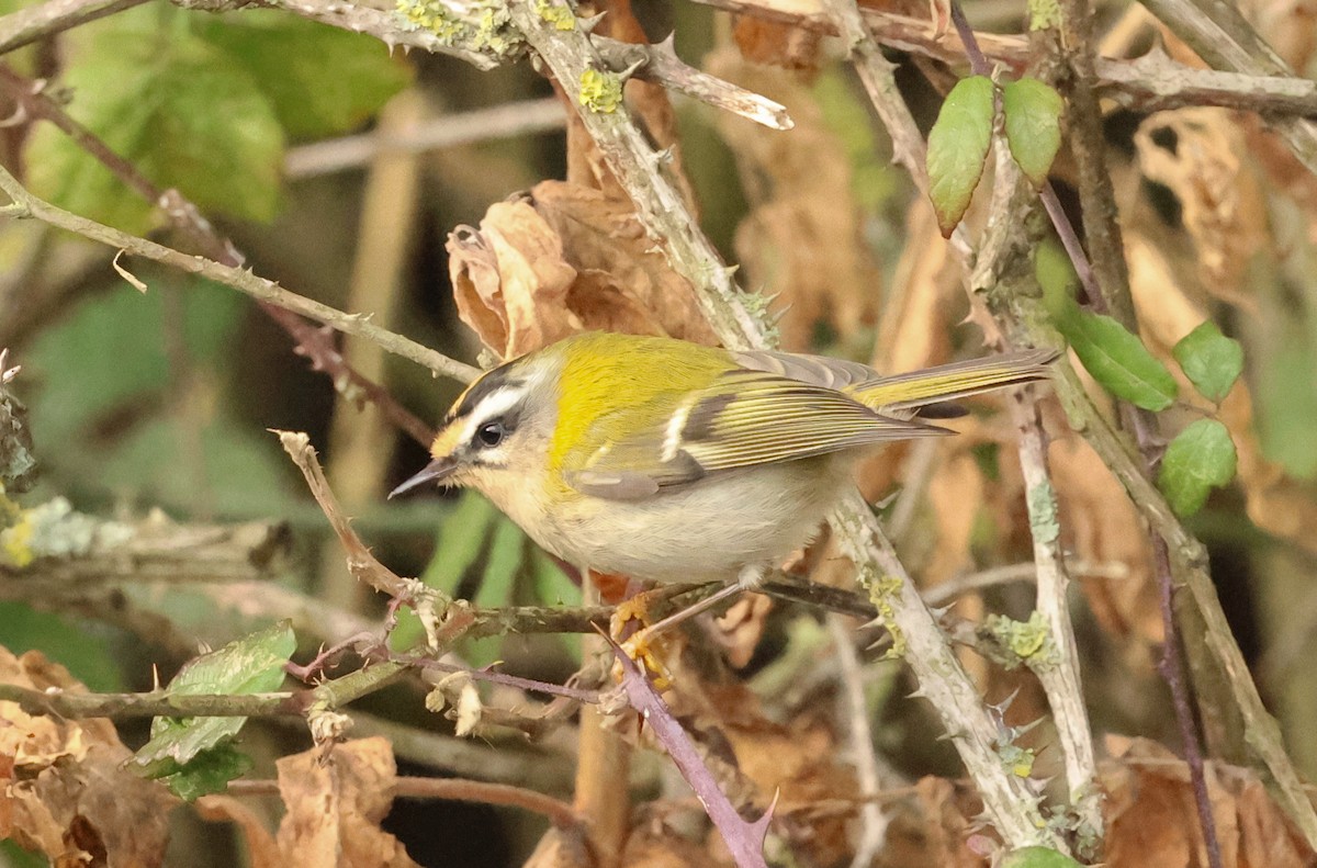 Common Firecrest - ML646005225