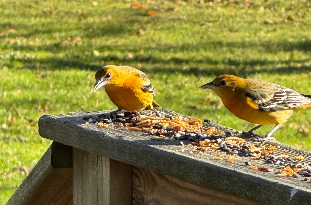 Oriole de Baltimore - ML646005229