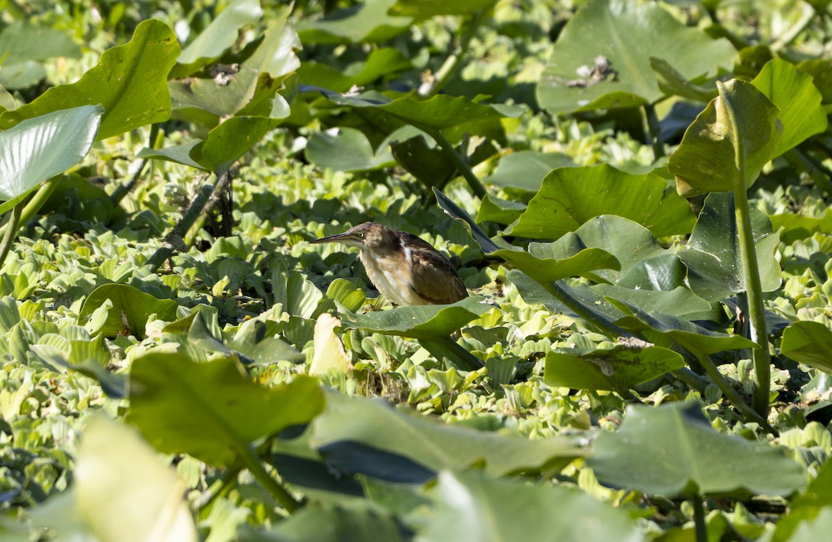 Petit Blongios - ML646005233