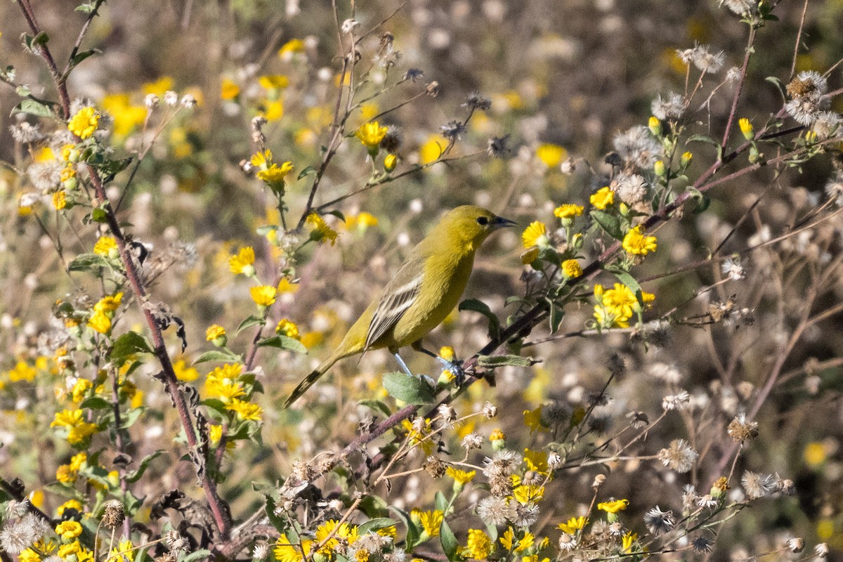 Orchard Oriole - ML646005234