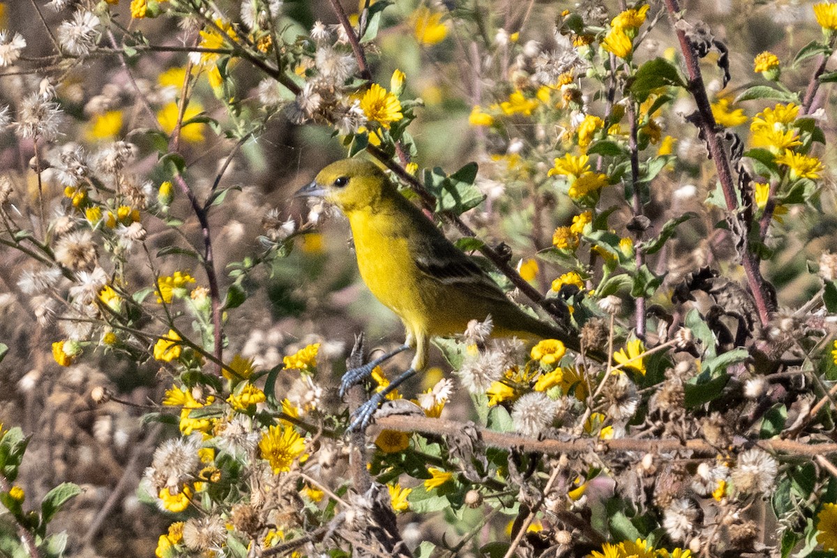 Orchard Oriole - ML646005235