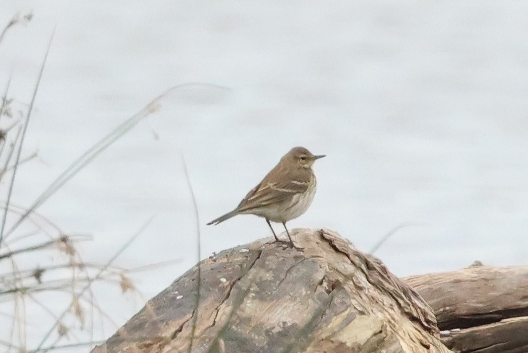 Water Pipit - ML646005237