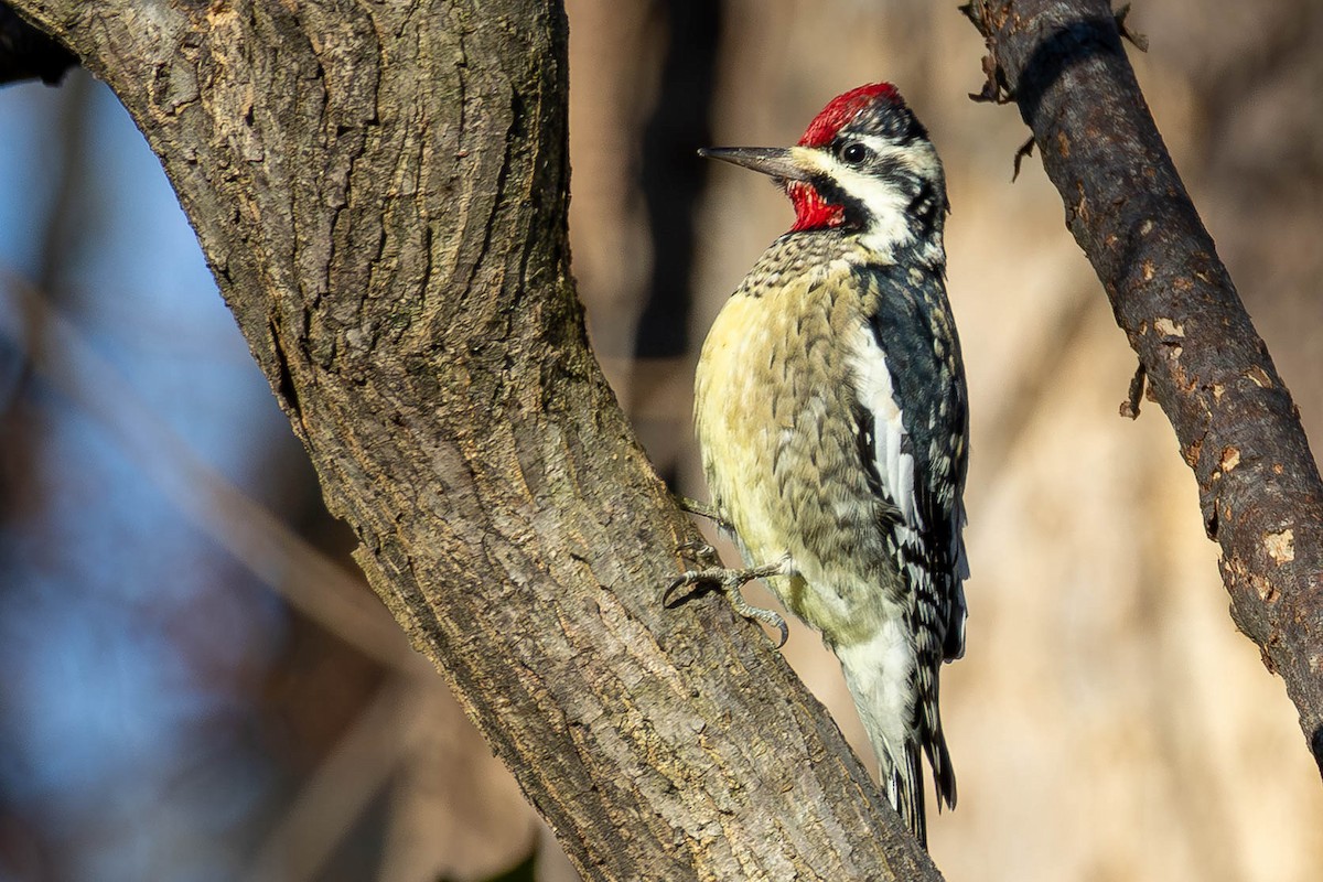 Gelbbauch-Saftlecker - ML646005245