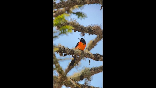 Campo Troupial - ML646005246