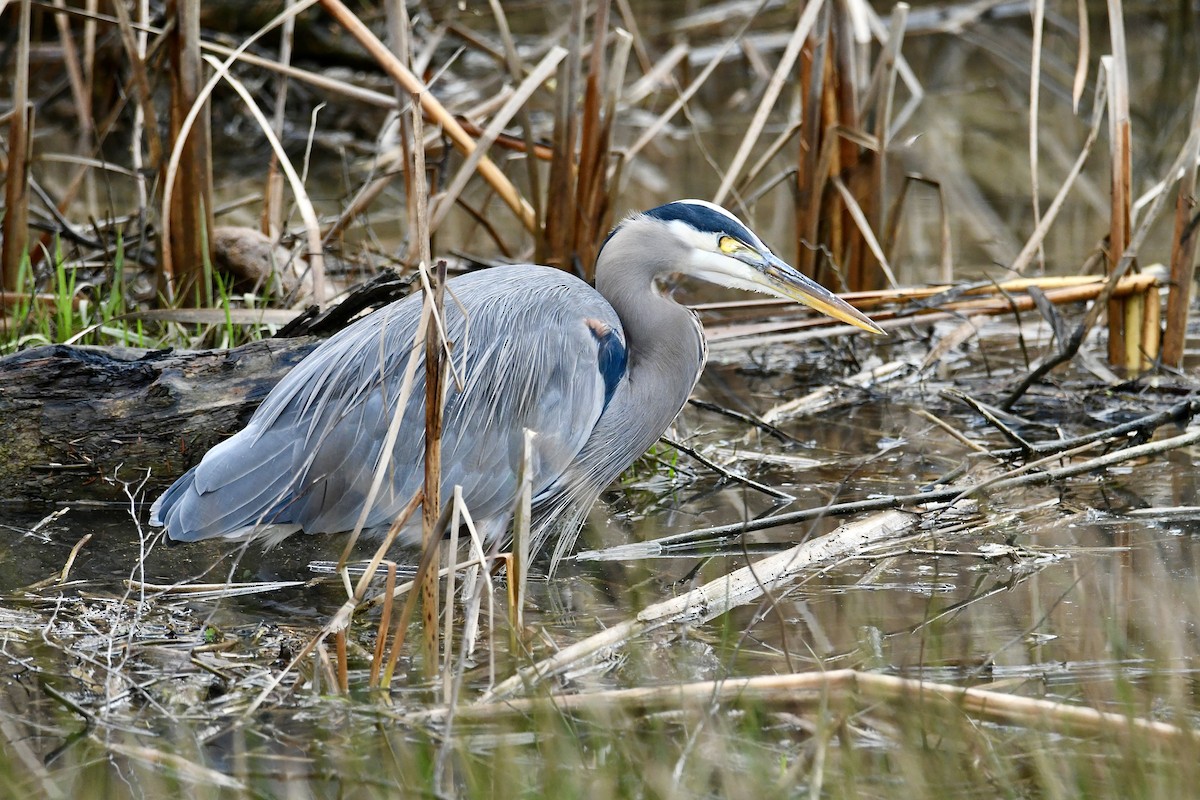 Great Blue Heron (Great Blue) - ML646005248