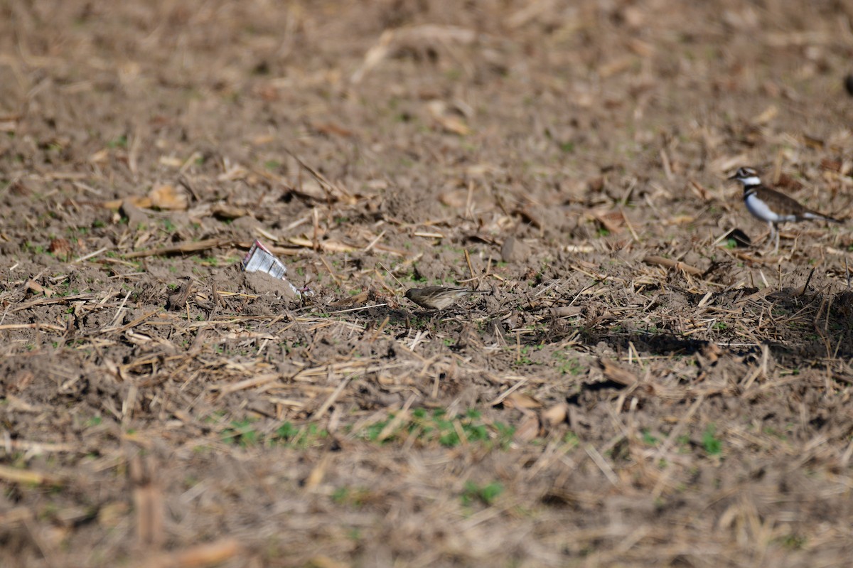 Spioncello del Pacifico - ML646005249