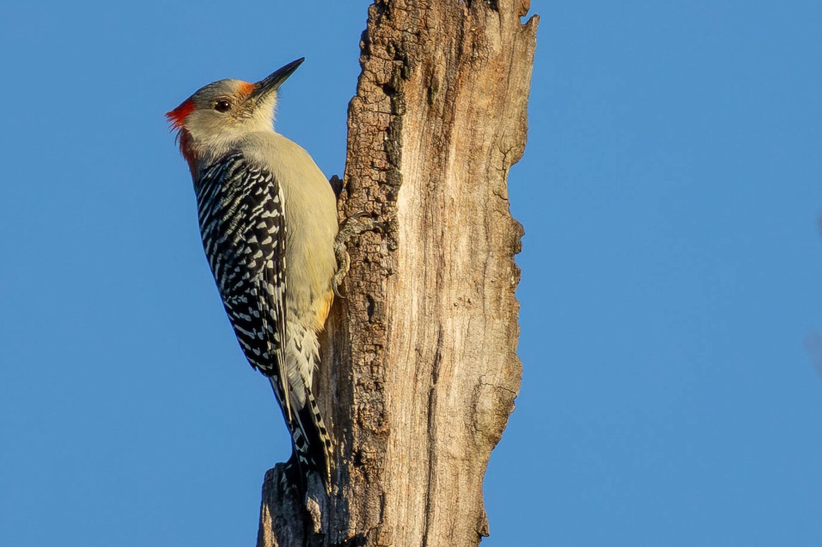 Red-bellied Woodpecker - ML646005252