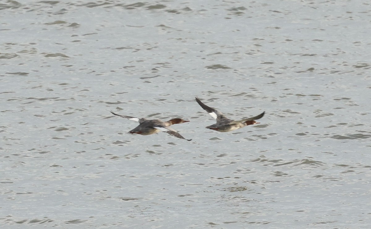 Common Merganser (Eurasian) - ML646005256