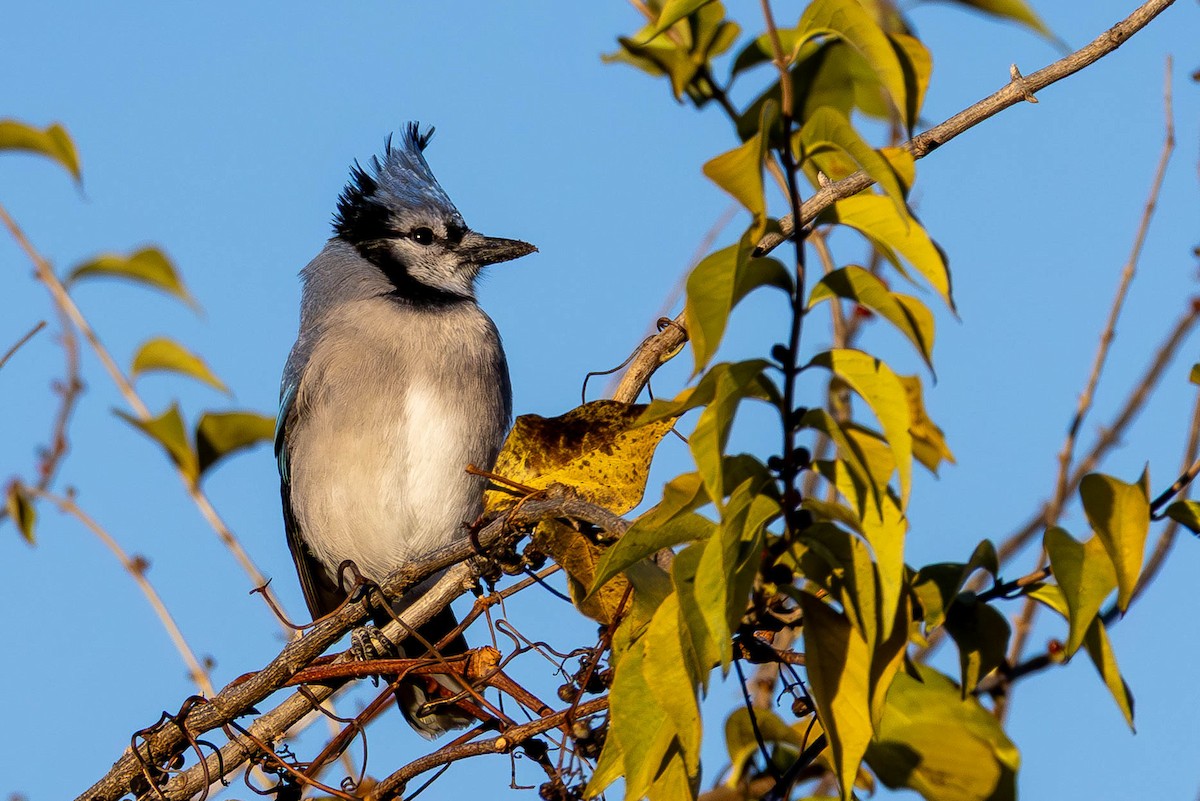 sojka chocholatá - ML646005261
