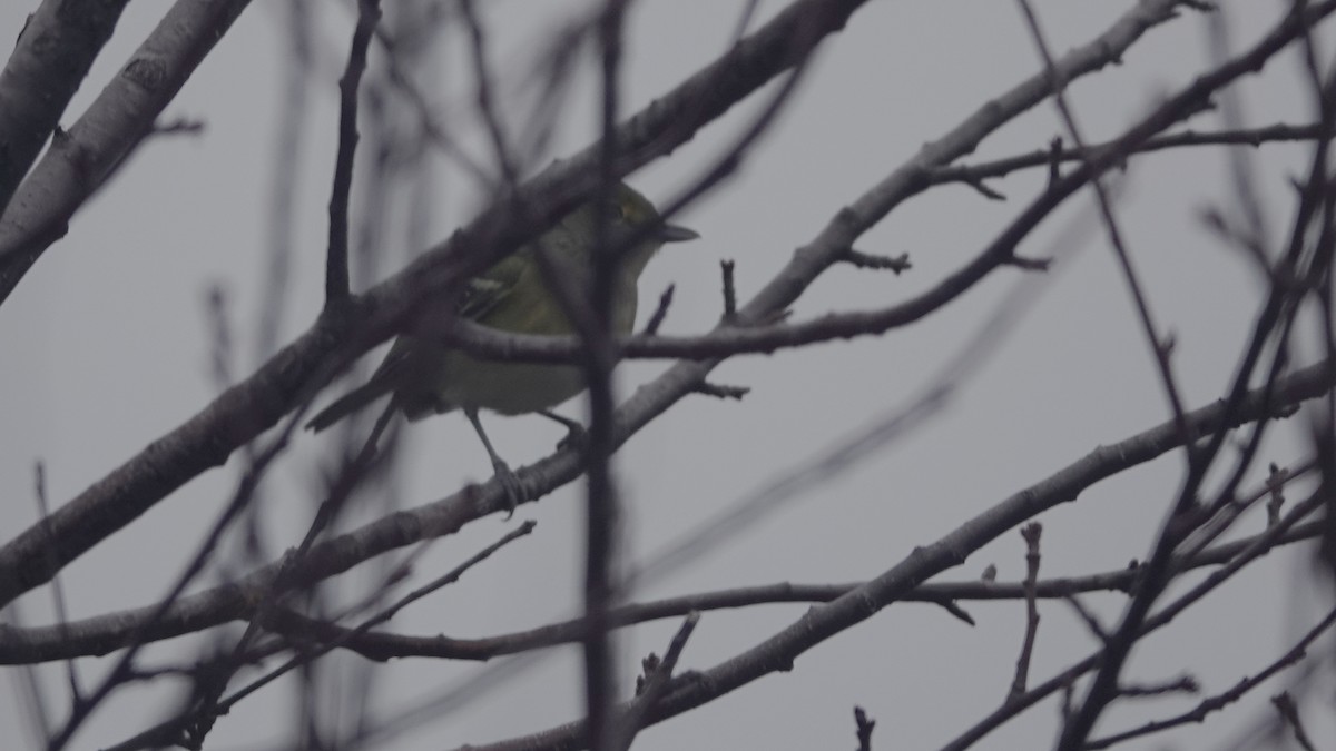 White-eyed Vireo - ML646005263