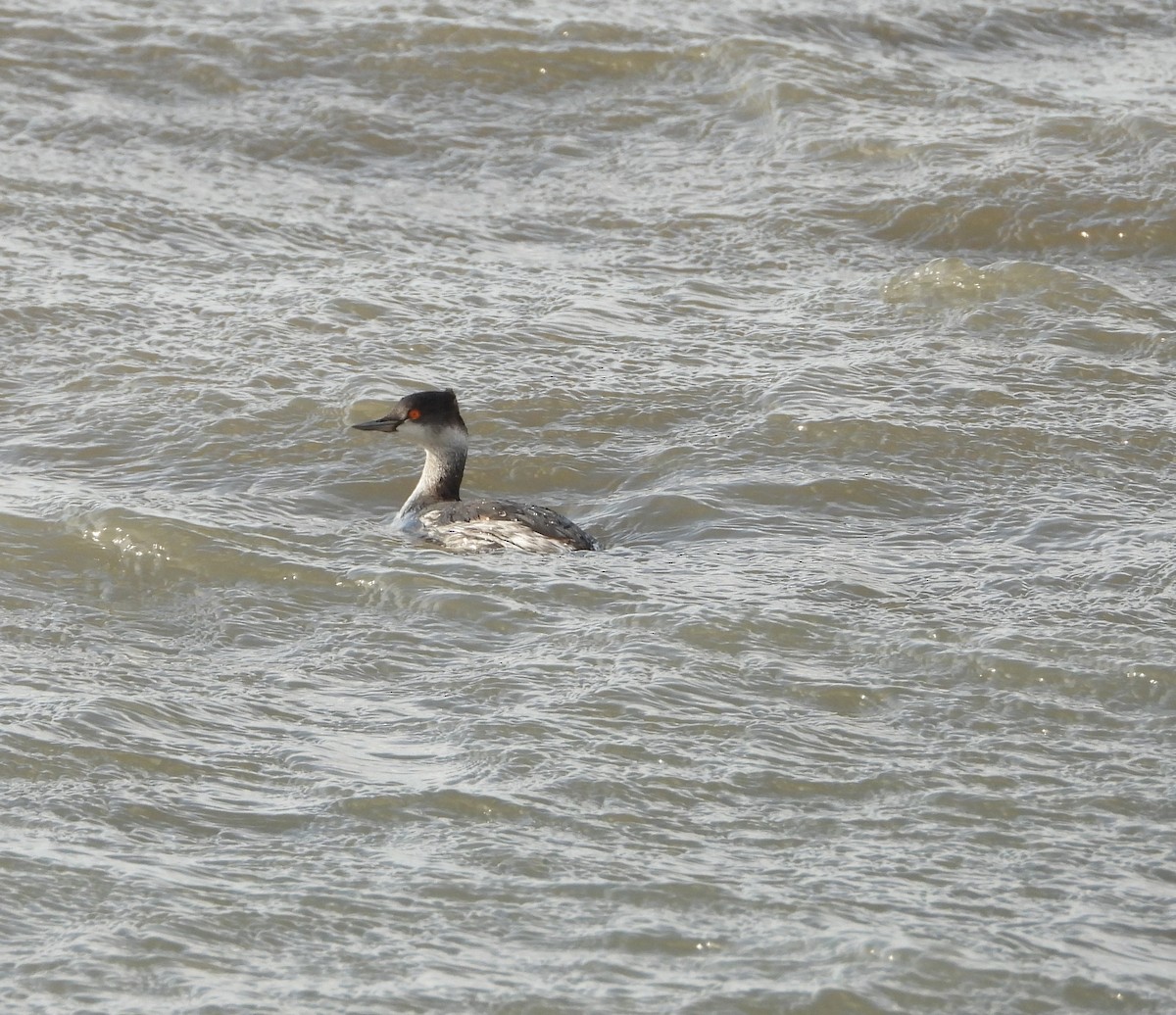 Eared Grebe - ML646005265