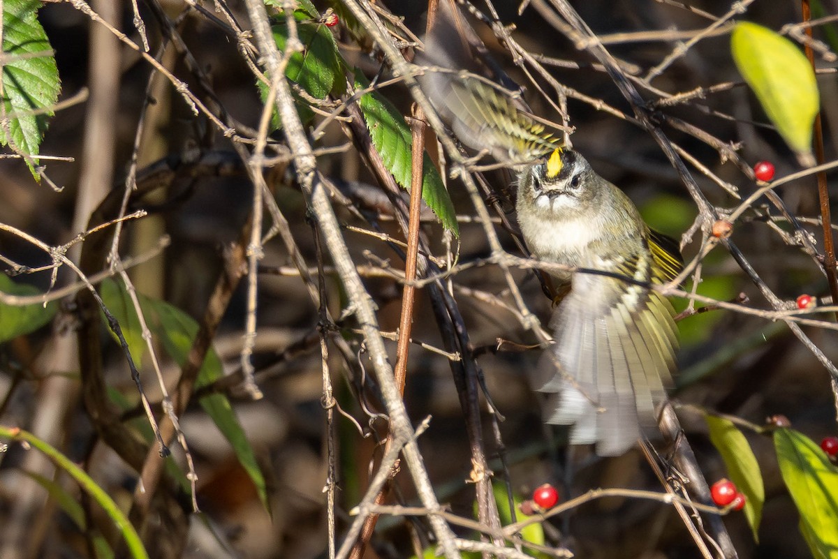 Golden-crowned Kinglet - ML646005266