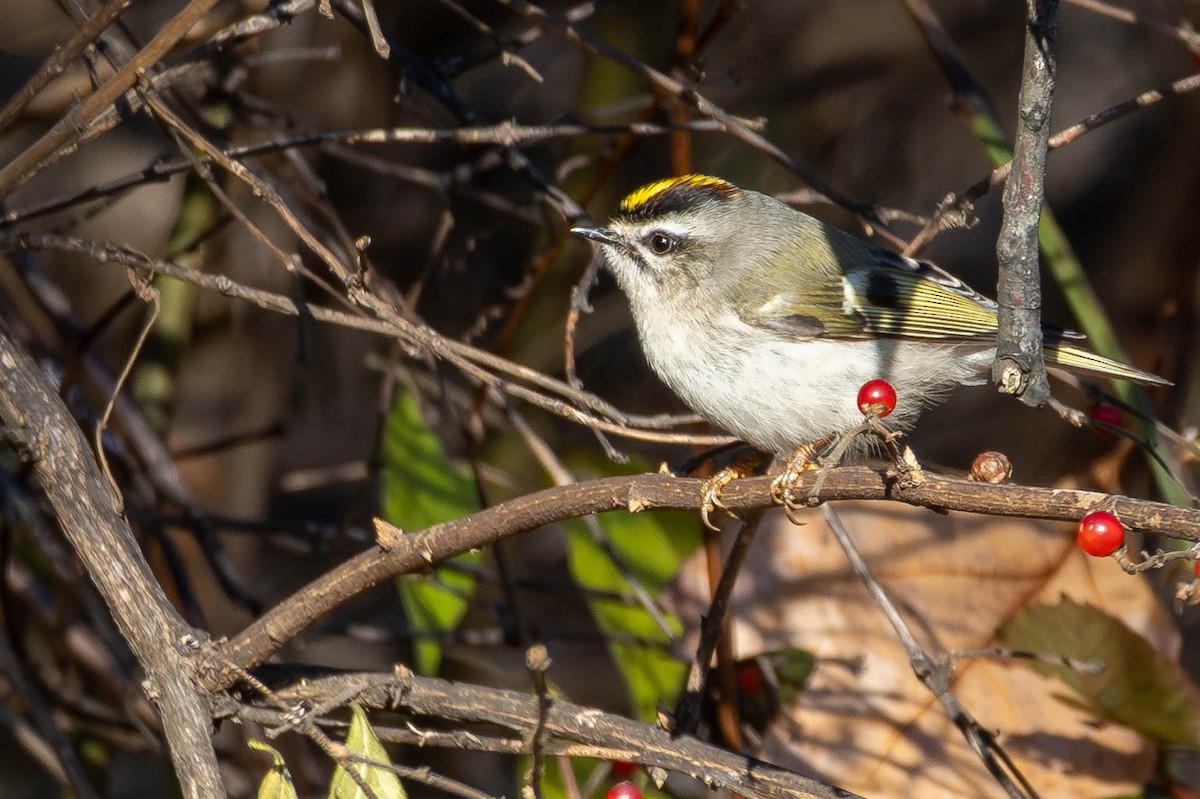 Golden-crowned Kinglet - ML646005267