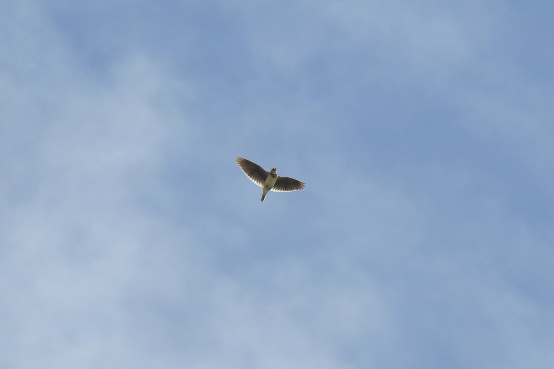 עפרוני ענק - ML646005279