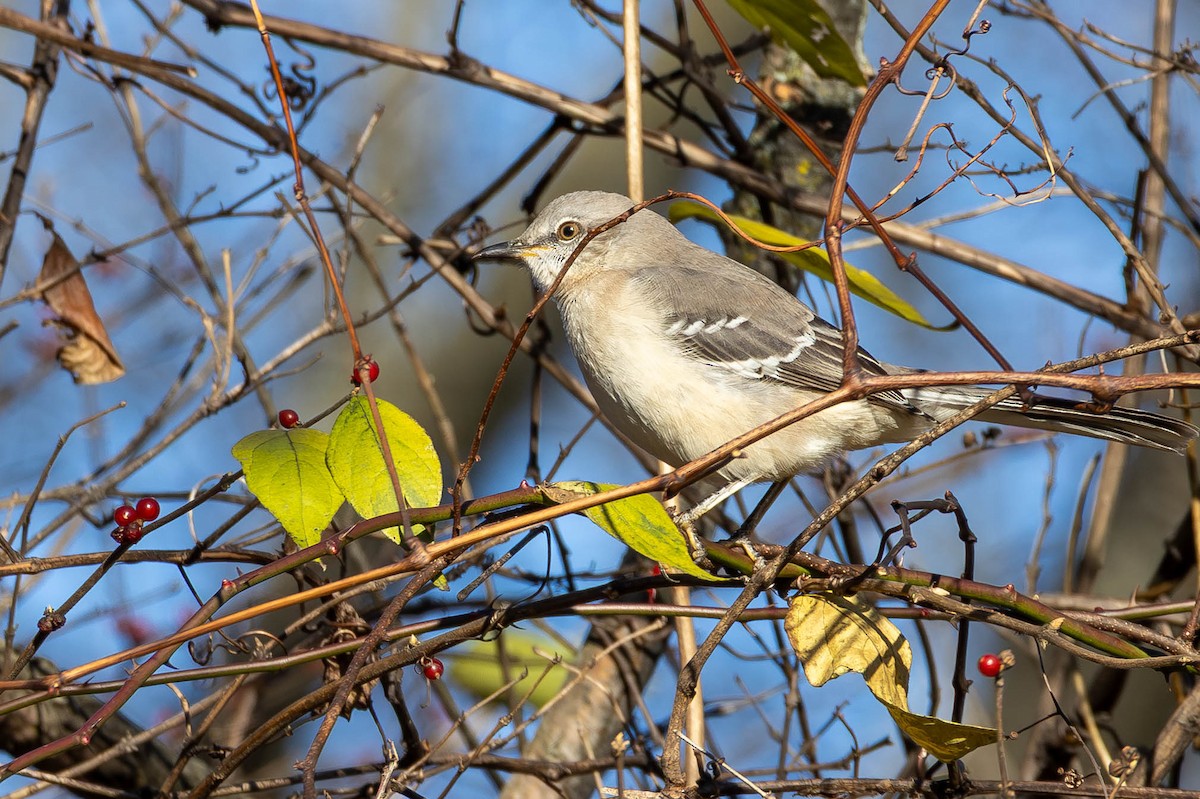 Northern Mockingbird - ML646005280
