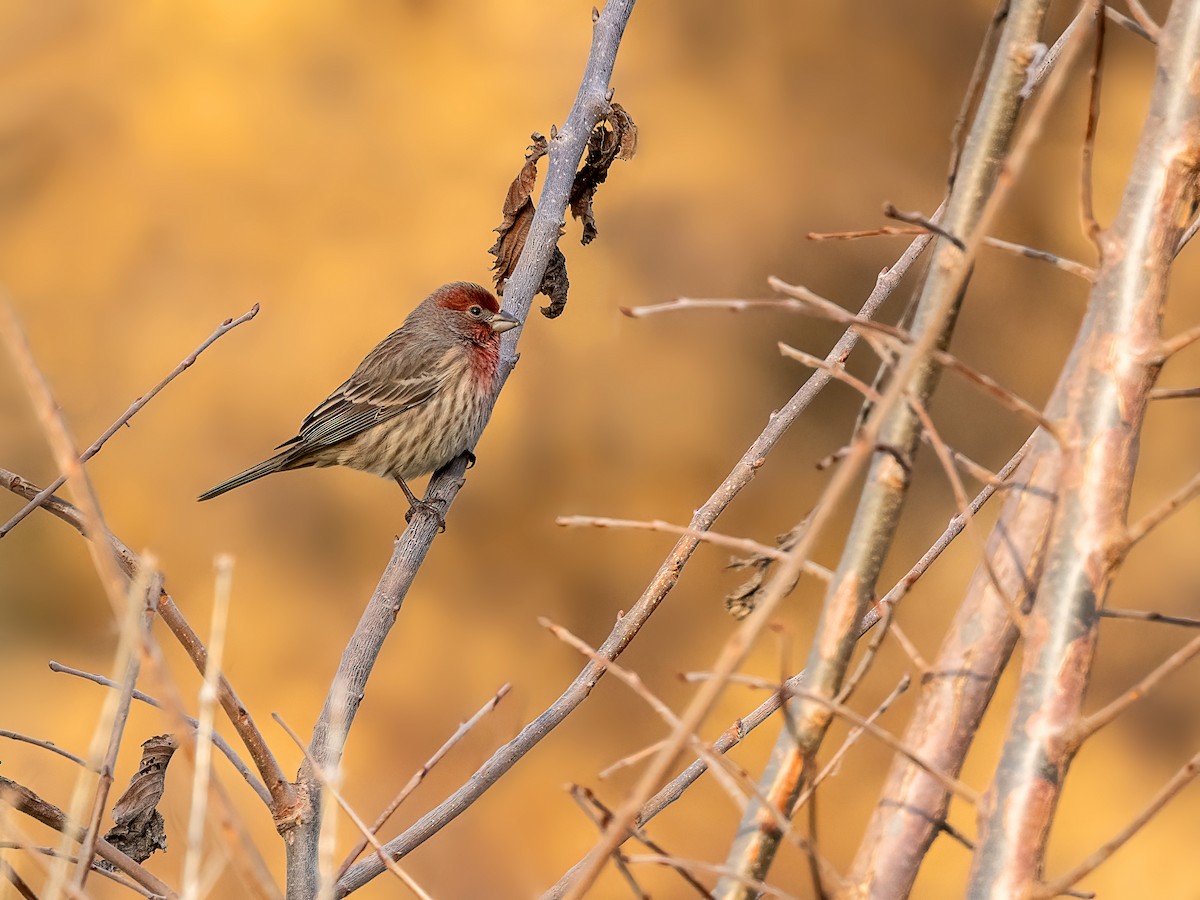House Finch - ML646005281