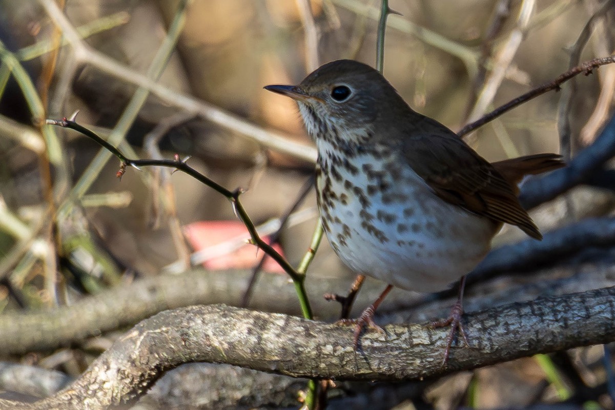 Hermit Thrush - ML646005285