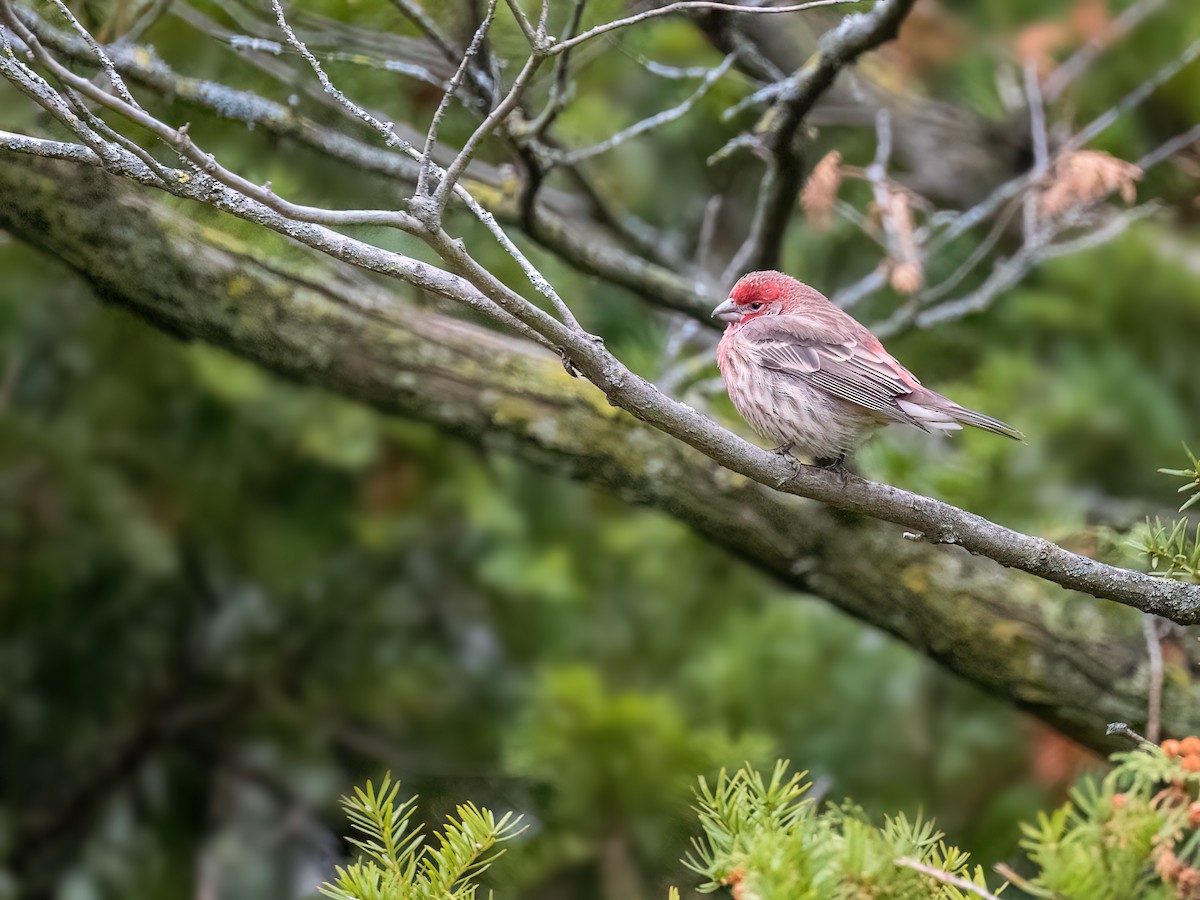 House Finch - ML646005288